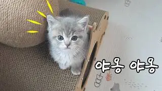 아기 고양이가 우리집에 오면..??