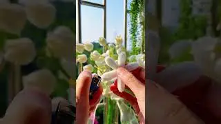 This White Rose Isn&rsquo;t Real 🤍 | Handmade Wool Rose That Feels Alive