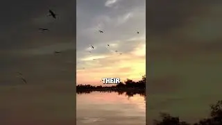 🌊 Chad Lake: The Iconic Lake That Named a Nation! #chad #tchad #africa #african #lake #freshwater 05
