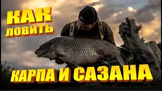 Как ловить карпа и сазана