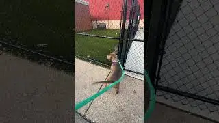Hefty Jeff fence meets