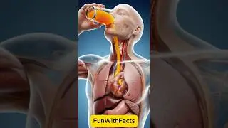 What Happens When You Drink Orange Juice? 🍊 | 3D Body Animation Explained #facts #orangejuice
