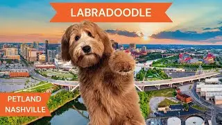 Labradoodle Breed Highlights