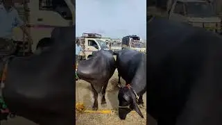 Sindanuru Karnataka Market