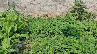EP - 1 Dubai Vegetables Farmer Farm UAE | Hindi | Bangali | #dubai #farming #uae 