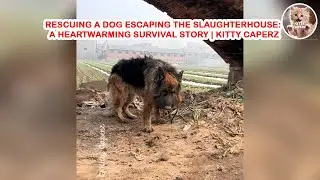 Rescuing a Dog Escaping the Slaughterhouse: A Heartwarming Survival Story | Kitty Caperz