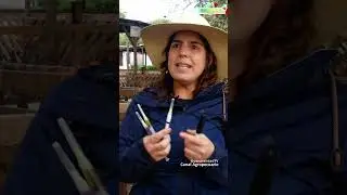 Aplicando vitaminas y minerales a OVINOS