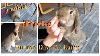3 enkla tricks du kan lära din kanin