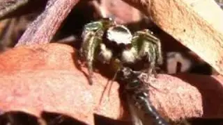 Lightning-Fast Jumping Spiders Hunting Termites 720pHD Documentary