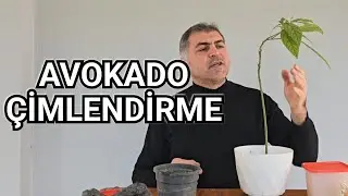 Avokado &Ccedil;imlendirmek İ&ccedil;in En Hızlı Ve Garantili Y&ouml;ntem