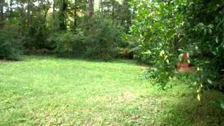 Dragon Fly Swarm