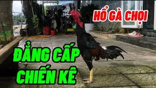 Gà chọi- Đẳng cấp mãi mãi