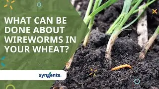 What can be done about wireworms in your wheat?