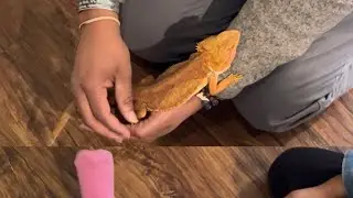 Bearded Dragon Feeding & Family Time 🦎 | Teaching Kids to Care for Reptiles