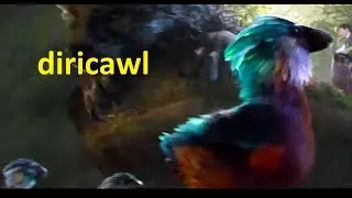 Diricawl (Dodo) (Criaturas fant&aacute;sticas del universo de Harry Potter)