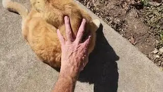 Red Tabby Cat Enjoying the Sunshine Cute Cat Moment