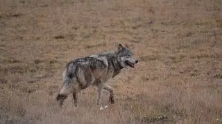 Exclusive: Tourists video Grand Canyon wolf