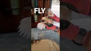 The secret to SAFELY clipping CHICKS WINGS!