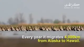 The golden plover bird travel history will astonished you