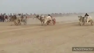 November 22, 2020اج دوڑپٹی دی پیر محل  اک بیل اوپن race wala game