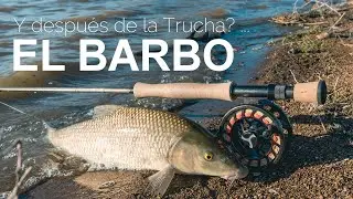 Y después de la Trucha?... el Barbo