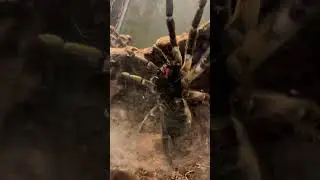 When to the San Francisco zoo and found this #spider
