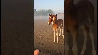 2 Sar Wala Ghode Ka Baccha 😱 #viral #shorts