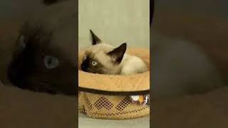 Unlocking Siamese Cats' Colors: The Tyrosinase Gene Explained #cat #siamesecats #siamesecatlovers