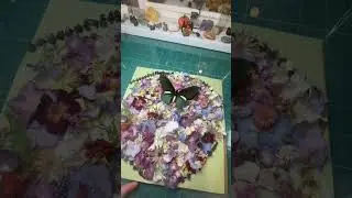 Work art #entomology #butterfly #taxidermist #art #insectcollection