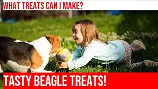 DIY Beagle Treats: Healthy and Delicious Recipes for Your Furry Friend