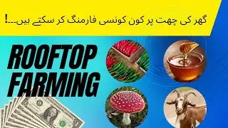 Rooftop Farming Types | Farming at home | Small Business Ideas | Business talks with haider