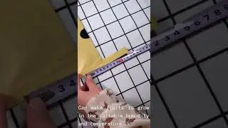 Fruit Cover Protective For Banana Paper Mango Growing Bag