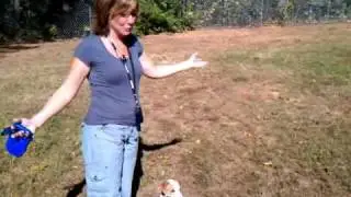 Five Star Dog Training