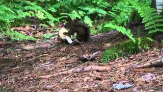 Camping au Diable Vert 21