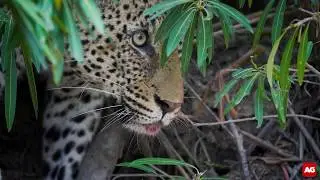 Tense stand-off between leopard and painted wolves [Best Video Clip 2019 entry]