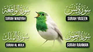 Surah Yaseen + Rahman + Waqiah + Mulk | Full Quran Tilawat | For Peace, Rizq & Protection