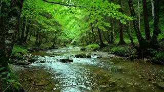 Calming Forest Ambience - Calming River Flow and Bird Chirping in Hidden Forest Ambience for Rest