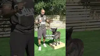 REACTIVE dog?? LISTEN Fam!!!🤦🏽&zwj;♂️