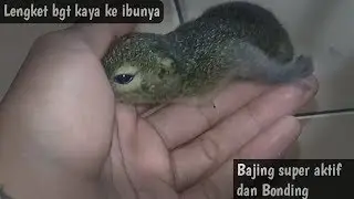 Mau Tau Tips Agar Bajing Kelapa Nurut Dan Terlatih Sekaligus Perawatanya??Tonton Saja Video Ini