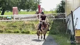 S&eacute;ance de travail au sol et mont&eacute; - Clicker Training Cheval fjord 05.08.2025
