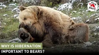 Why is Hibernation Important for Bears? | FOUR PAWS USA | [SUBS]