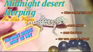 Midnight Herping in Las Vegas! (+ Breezy Bowl Concert) 