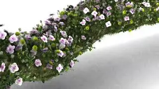 Plant Grow Animation