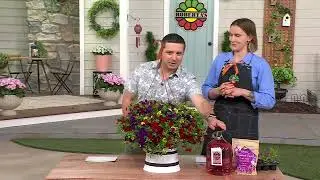 Roberta's 3-Piece Trixi Calibrachoa Live Plants w/ Sample Food on QVC