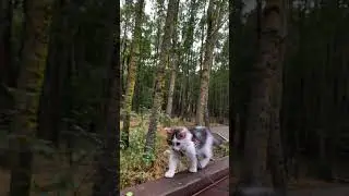 vahşi doğada y&uuml;r&uuml;y&uuml;ş #yavruhayvanlar #cat #kedi #sevimli kedi #kedi videoları