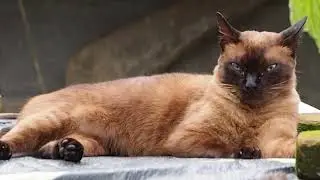 Kucing Siamese