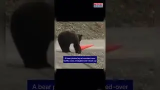 The &lsquo;Eco-System&rsquo; Connect: A Responsible Act Of A Bear #shorts
