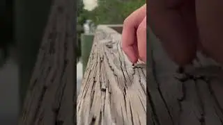 ASMR Wood tapping and scratching