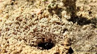 Anoplius viaticus and spider