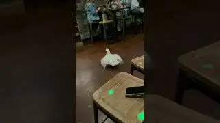 Duck Dancing (viral tiktok)